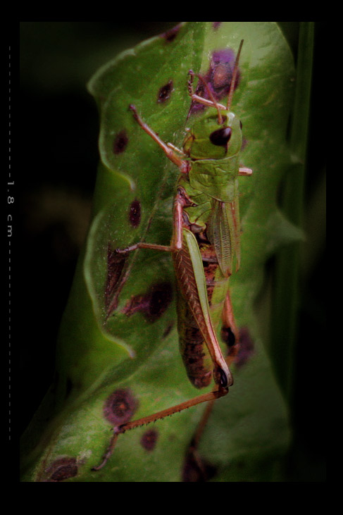 1,5 cm