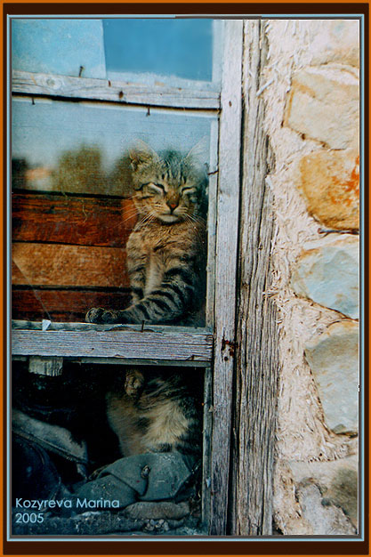 кошка в окошке