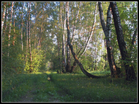 Дорога в березовом лесу