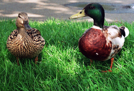 Почти портрет