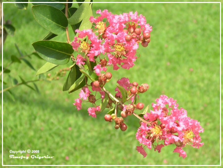 Розовая ветка