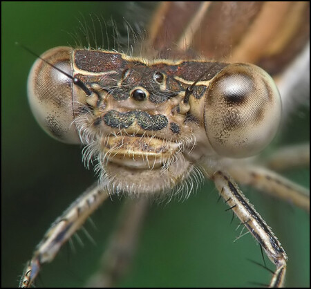 DRAGONFLY