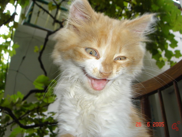 Чеширский котик