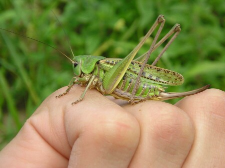 уже не &quot;Саранча&quot;