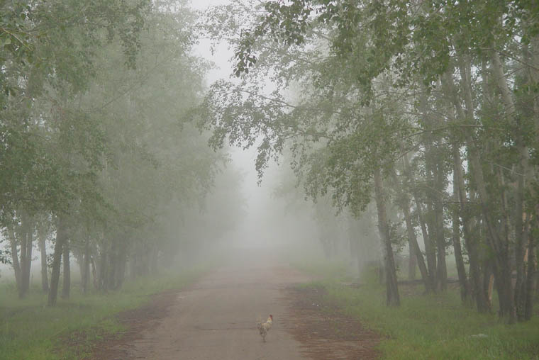 туманное утро
