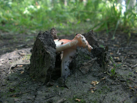 Освобождение