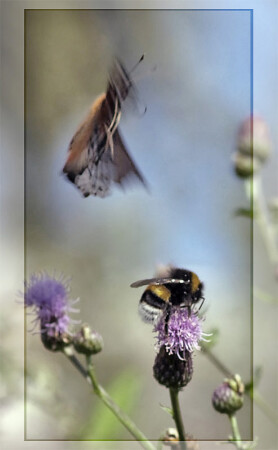 Охота на шмеля