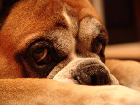 Хозяин, возвращайся, я буду ждать..