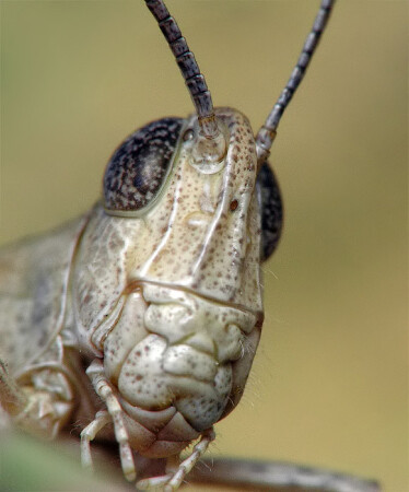 GRASSHOPPER 2