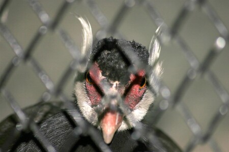 Эх, поймали Бэтмена...