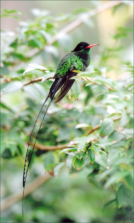 Jamaican Streamertail