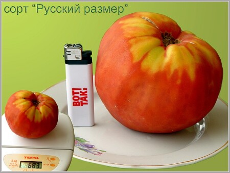 Синьор - помидор