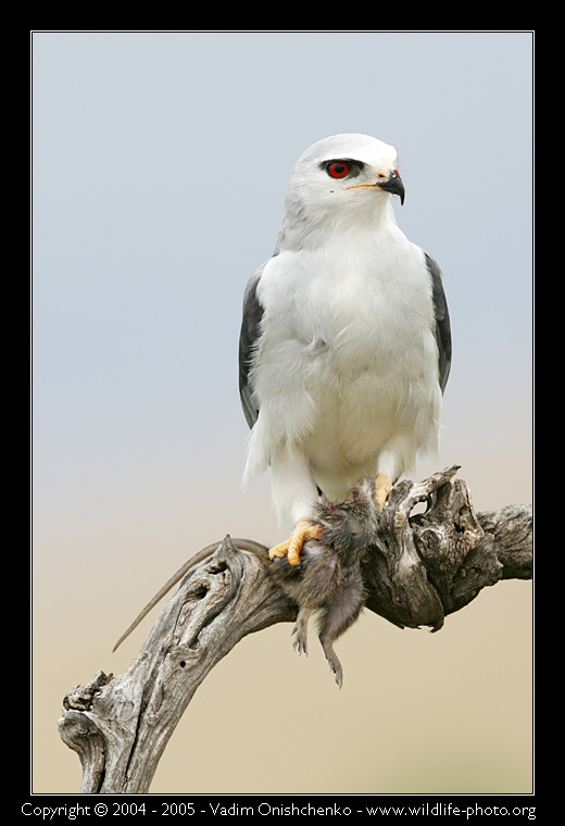 Коршун дымчатый - Elanus caeruleus