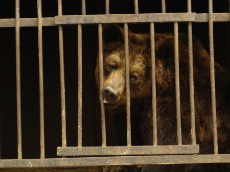 Хочу на волю...