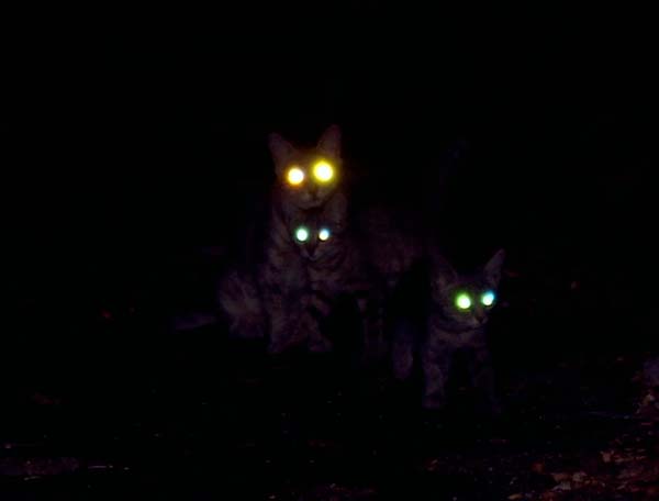 Cat's