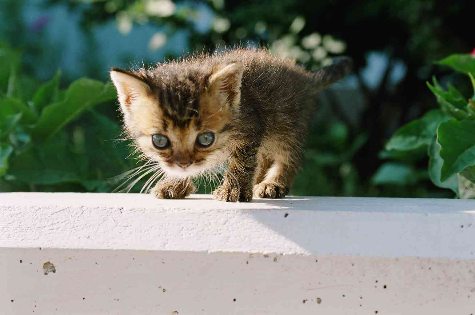 Котёнок Наркоша