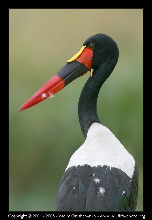 Аист седлоклювый - Ephippiorhynchus senegalensis