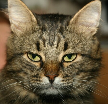 Кот Мурчик, который не умеет мурчать