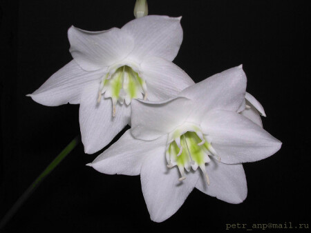 Без названия