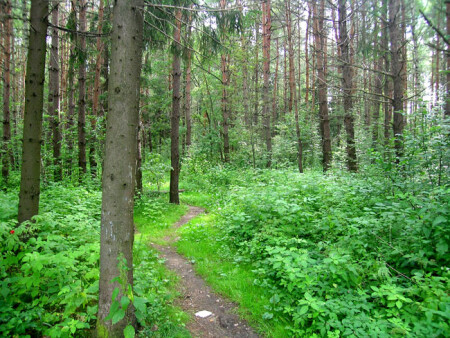 Тропинка в летнюю палитру