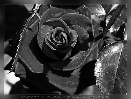 Полнолуние