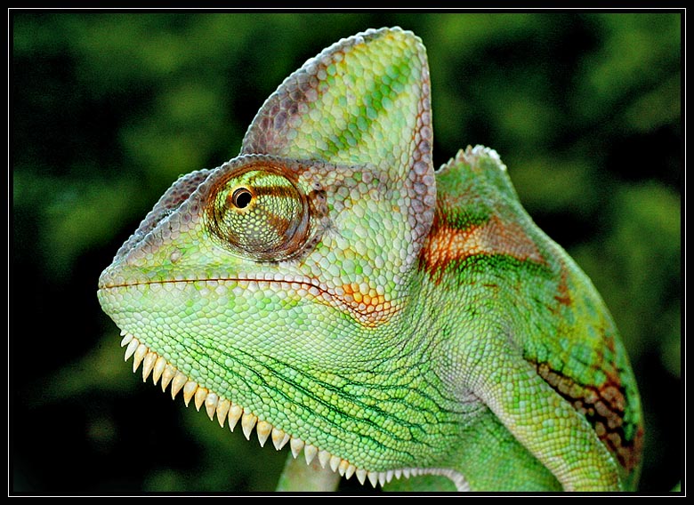 Hameleon