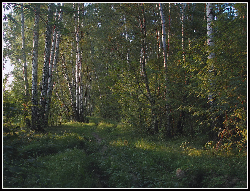 Вечерний лес