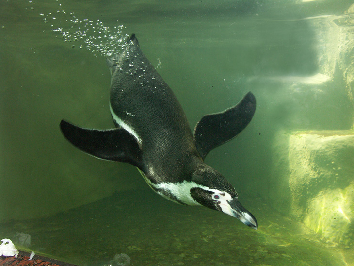 penguin