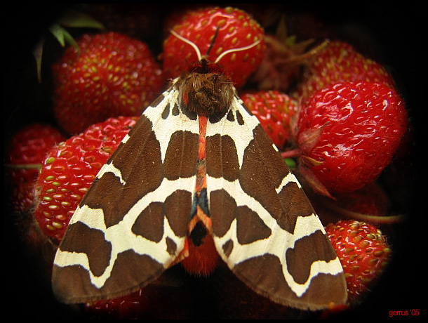 arctia caja