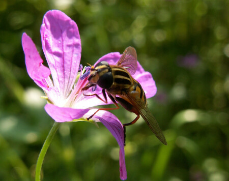 &amp;quot;Осы не только жалят&amp;quot;