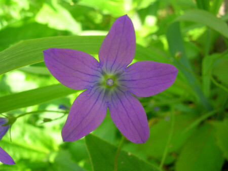 колокольчик