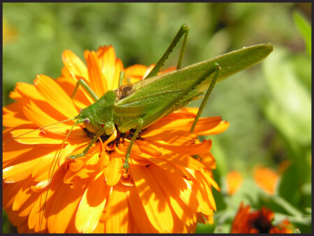 ...в траве сидел кузнечик зелененький он был....