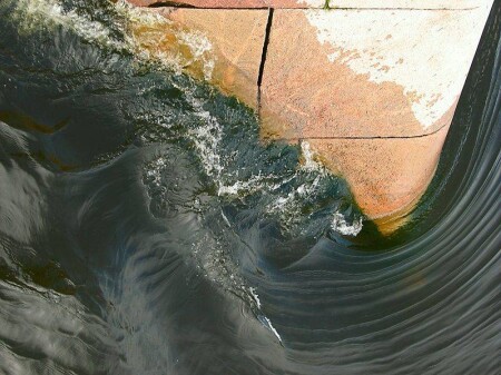 Невский бык.