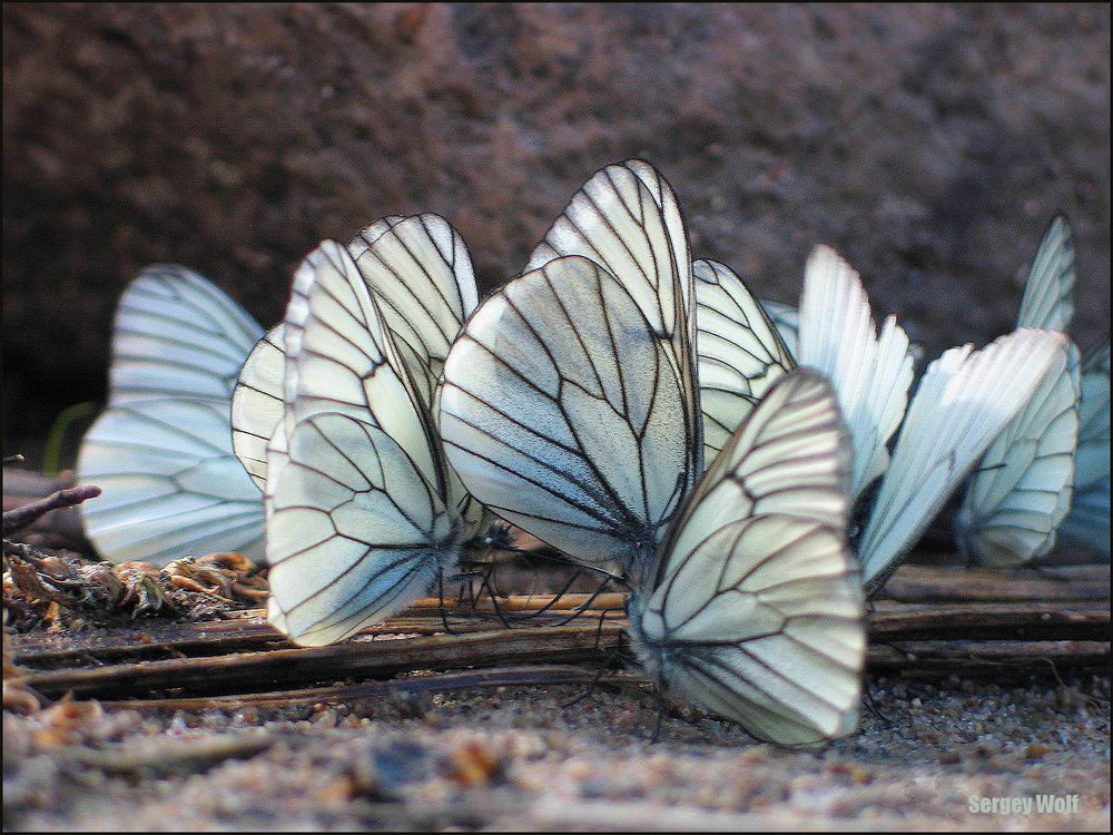 Butterfly's dancing