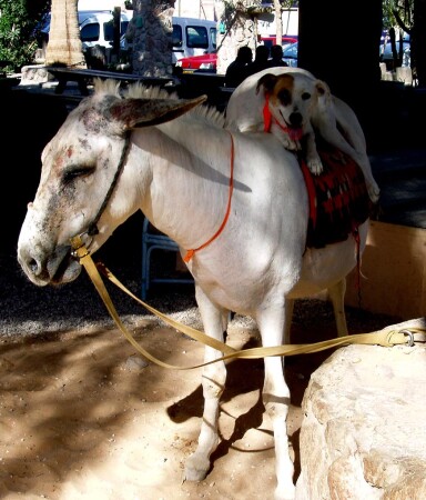 осёл давай поехали