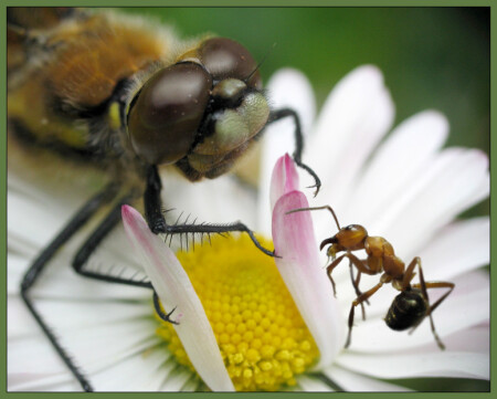 &amp;quot;Стрекоза и муравей&amp;quot;