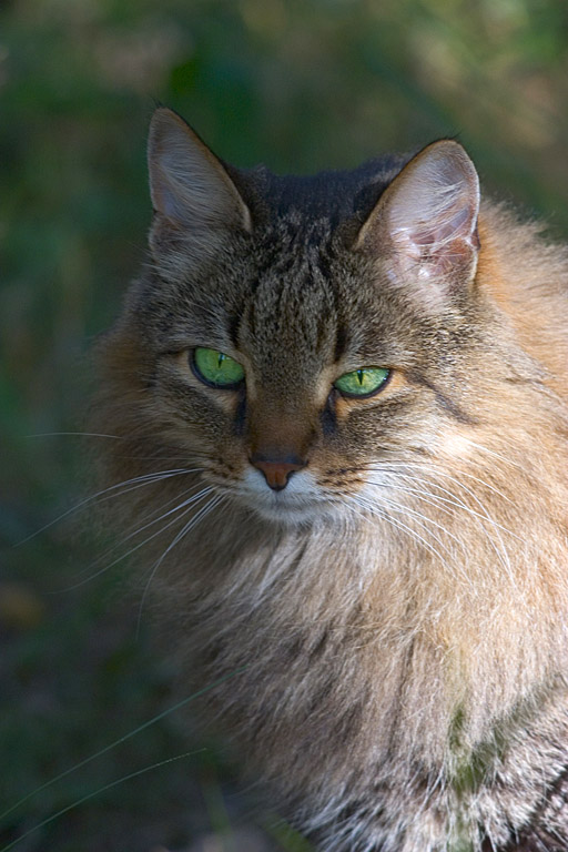 Дикий Кот