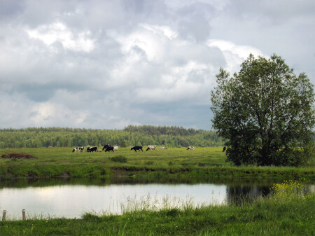 За околицей