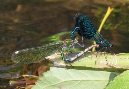 Из жизни стрекоз