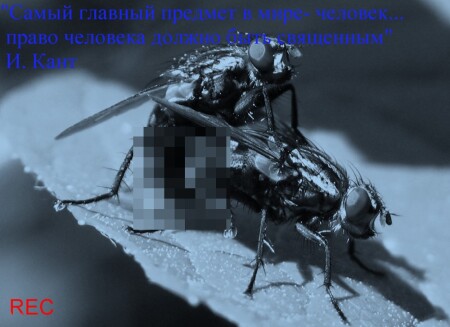 &amp;quot;И узре ослица ангела Божия&amp;quot;