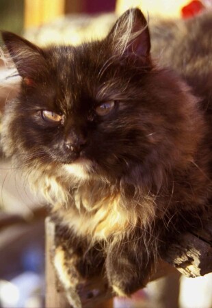 Без названия