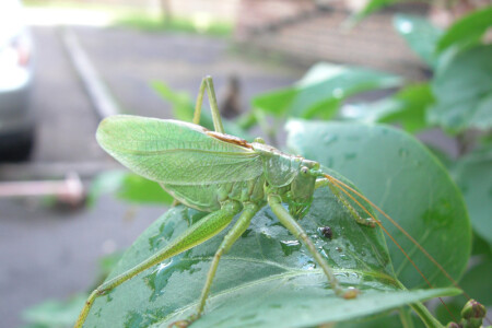 Зеленый зверь.