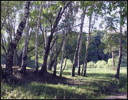 Лес. Узкое. Вечер.