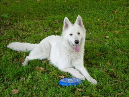 Белые ангелы.