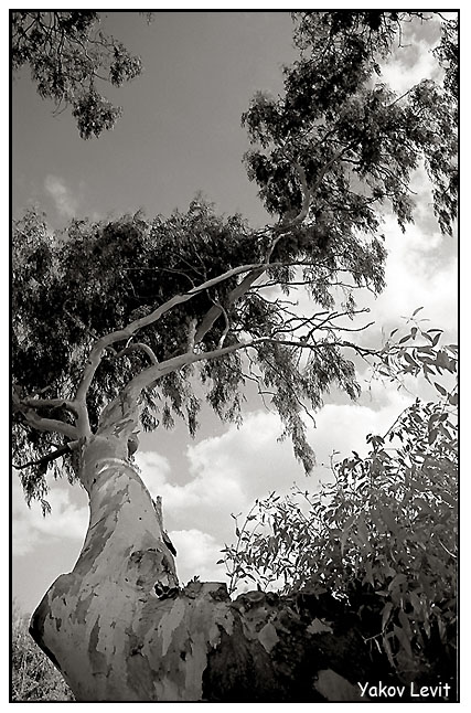 Eucalyptus Tree