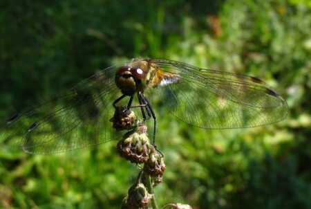 Большеглазка