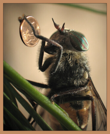 &amp;quot;...муха денежку нашла...&amp;quot;