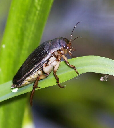 Семечка с ногами