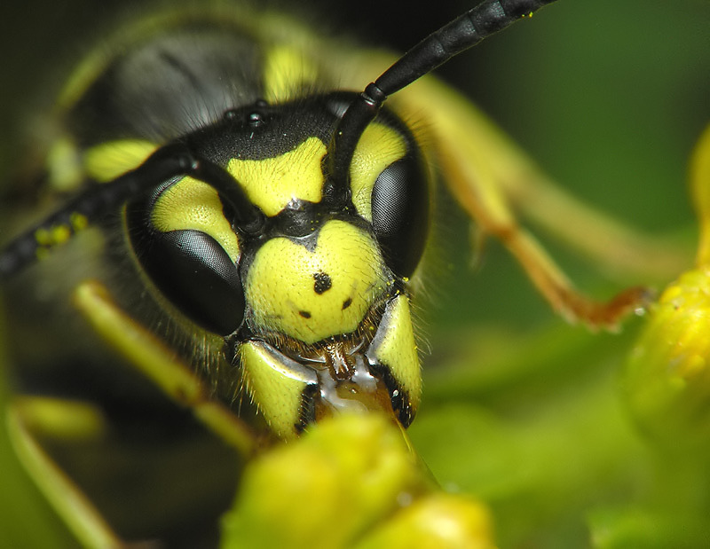 WASP