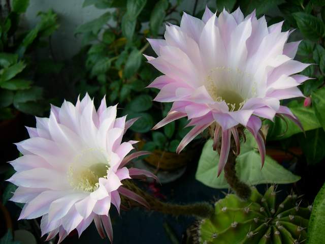 кактус
